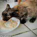 Алиса Устиновa Profile Picture